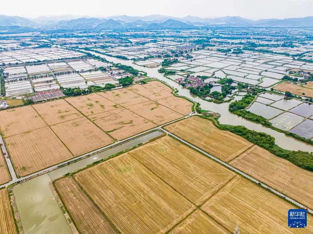 浙江湖州：麦田迎丰收 - 图4