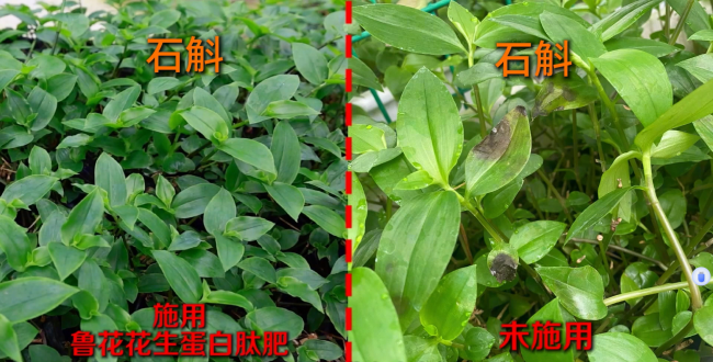 一肥六效，鲁花花生肽肥的化肥替代之路——在田间地头实地探访鲁花花生肽肥六大“超能力” - 图2