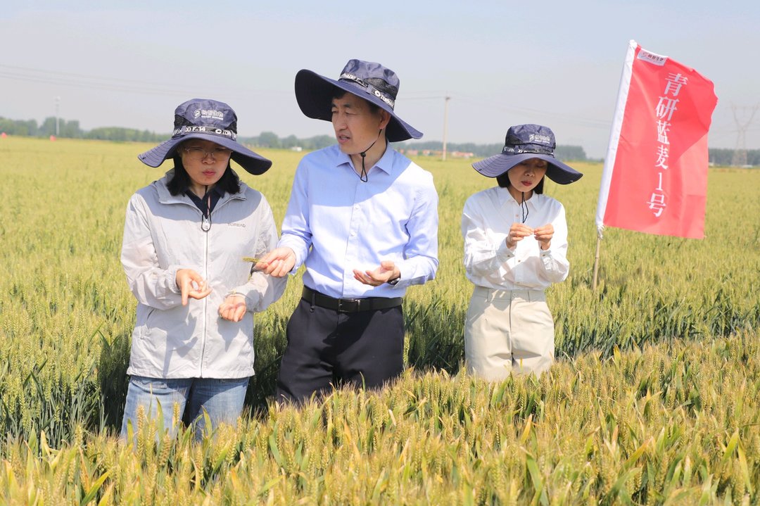 十年磨一剑：“青研”系列彩麦在青岛实现成果转化 - 图2