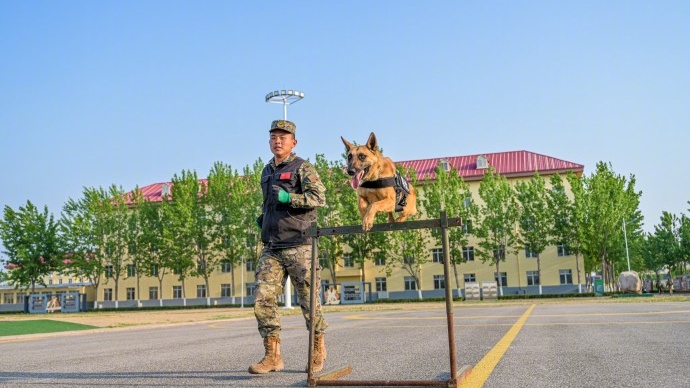 威猛帅气！武警天津总队机动支队开展军犬强化训练 - 图4