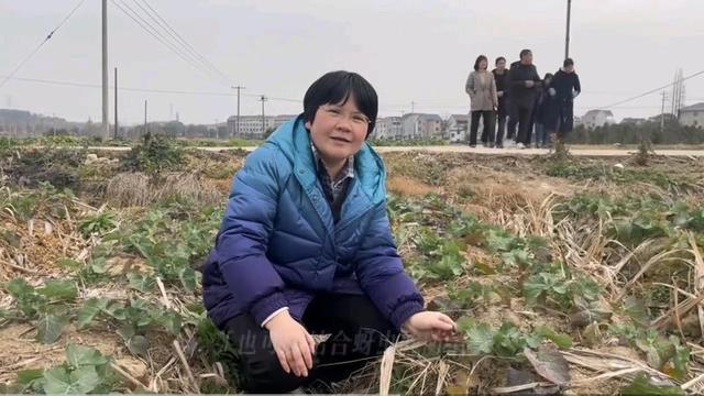 一颗油菜新品种带来早春遍地金杭州科技特派员“解锁”农田增收新密码 - 图4