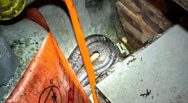 夫妻上班途中突遇2米长眼睛王蛇，相距仅5米！ - 图2