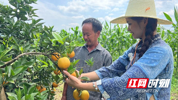 江永：千里情缘一线牵 3万斤夏橙直售南通 - 图2
