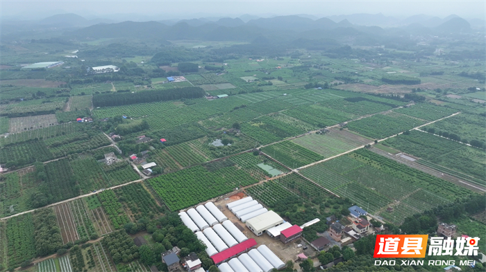 道县：夏日桃园迎丰收 生态采摘“甜蜜”经济助增收 - 图1