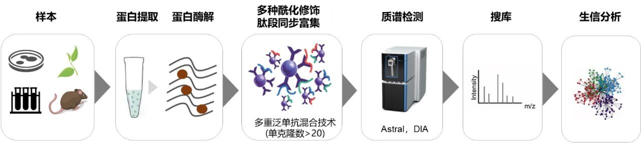 中科新生命与杭州微米生物共建联合实验室并发布泛酰化新品 - 图4