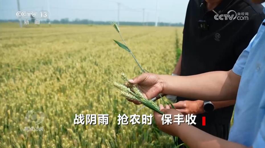 焦点访谈｜三夏时节多地昼夜奋战、抢收抢管 牢牢守住百姓的丰收粮 - 图6