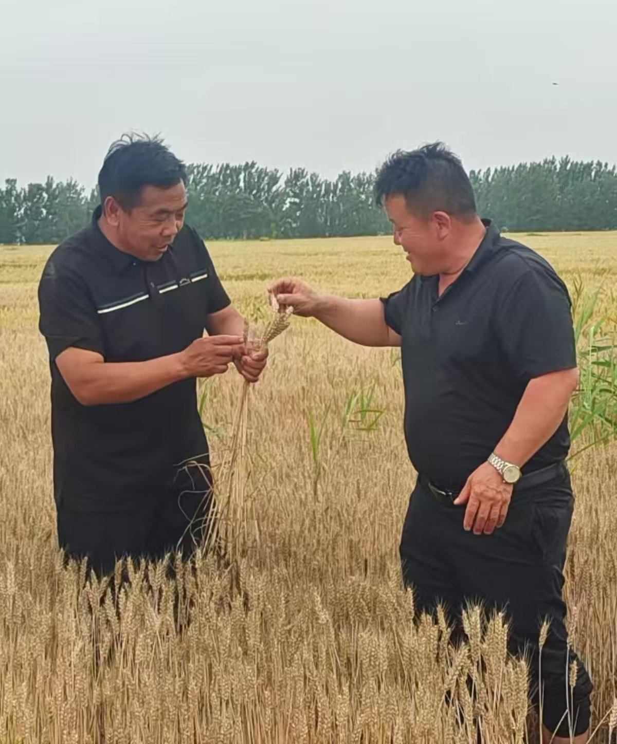 民权县：全力护航“三夏”生产 筑牢夏粮丰收防线 - 图2