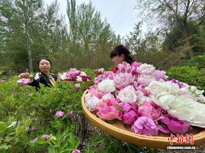 兰州新区：两千亩寒旱牡丹迎采摘 - 图3