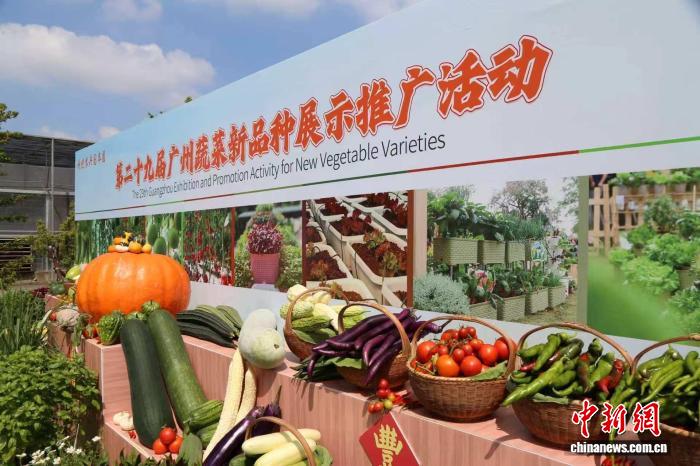 千余个蔬菜新品种亮相广州 助力农民选好种 - 图2