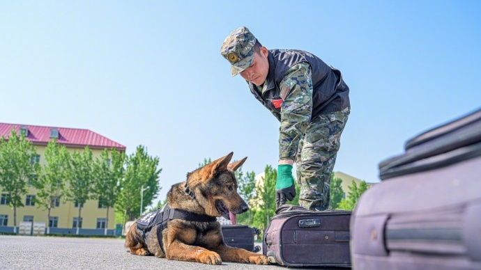 威猛帅气！武警天津总队机动支队开展军犬强化训练 - 图1