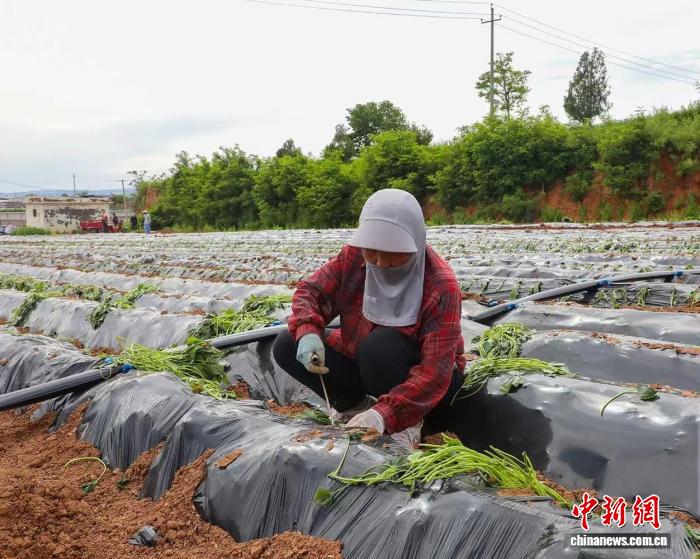 富硒红薯变“金疙瘩” 山西高平解锁“甜蜜经济” - 图3