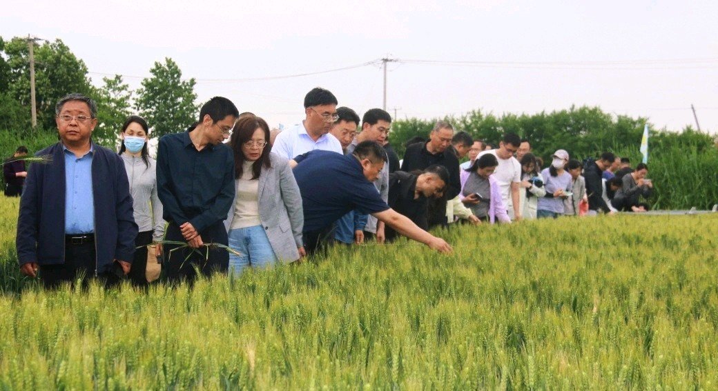 筑牢夏粮安全，小麦茎基腐病防控新技术观摩会在平度举办 - 图1