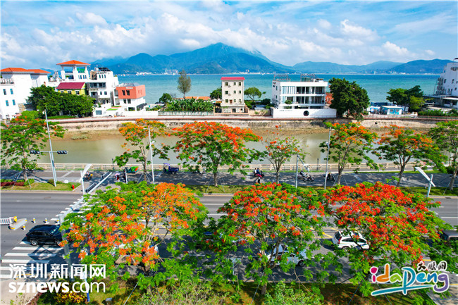 图集｜鹏城河畔，凤凰花开 - 图8