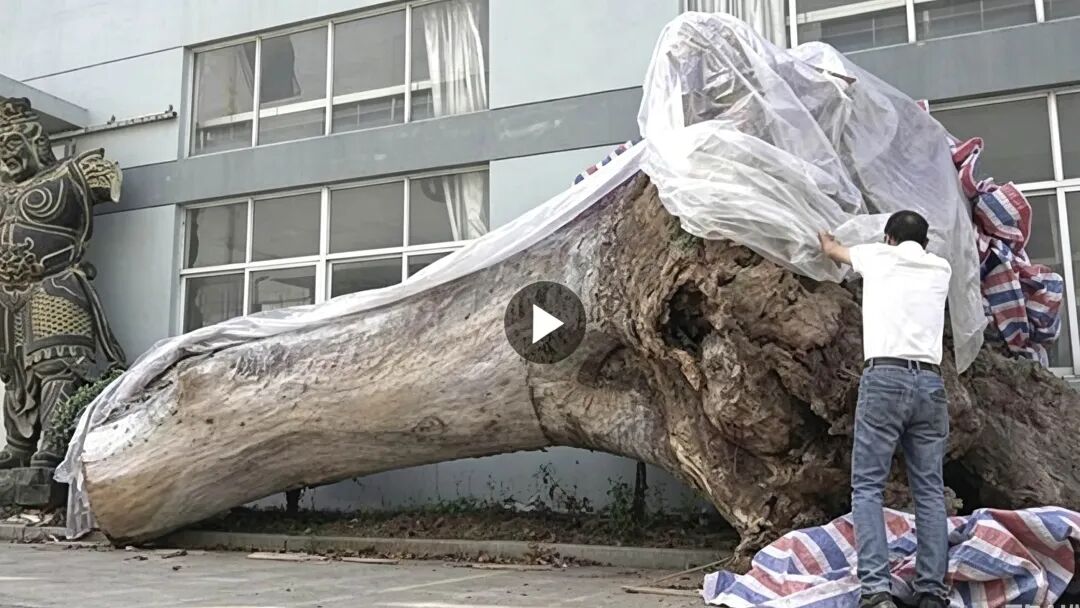 浙江600年古树为省重点工程让路后死亡，镇领导被曝用“60万补偿”诱导村干部签字谎称“冻死”：地方发展的代价，不该让古树用生命来承担 - 图5