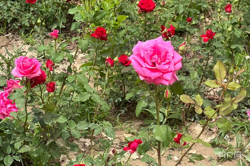 初夏花信至 芳菲满庭芳 - 图2