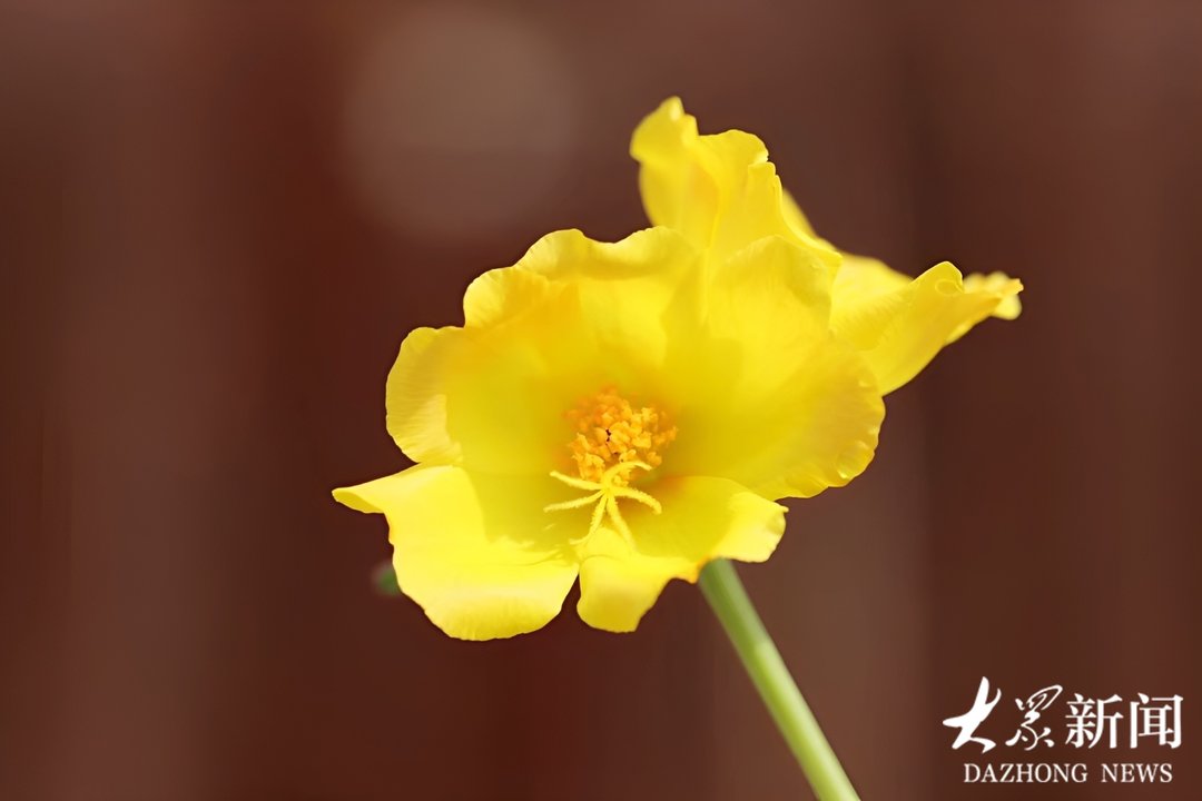 新视界｜太阳花：最喜欢晒太阳的花 - 图3