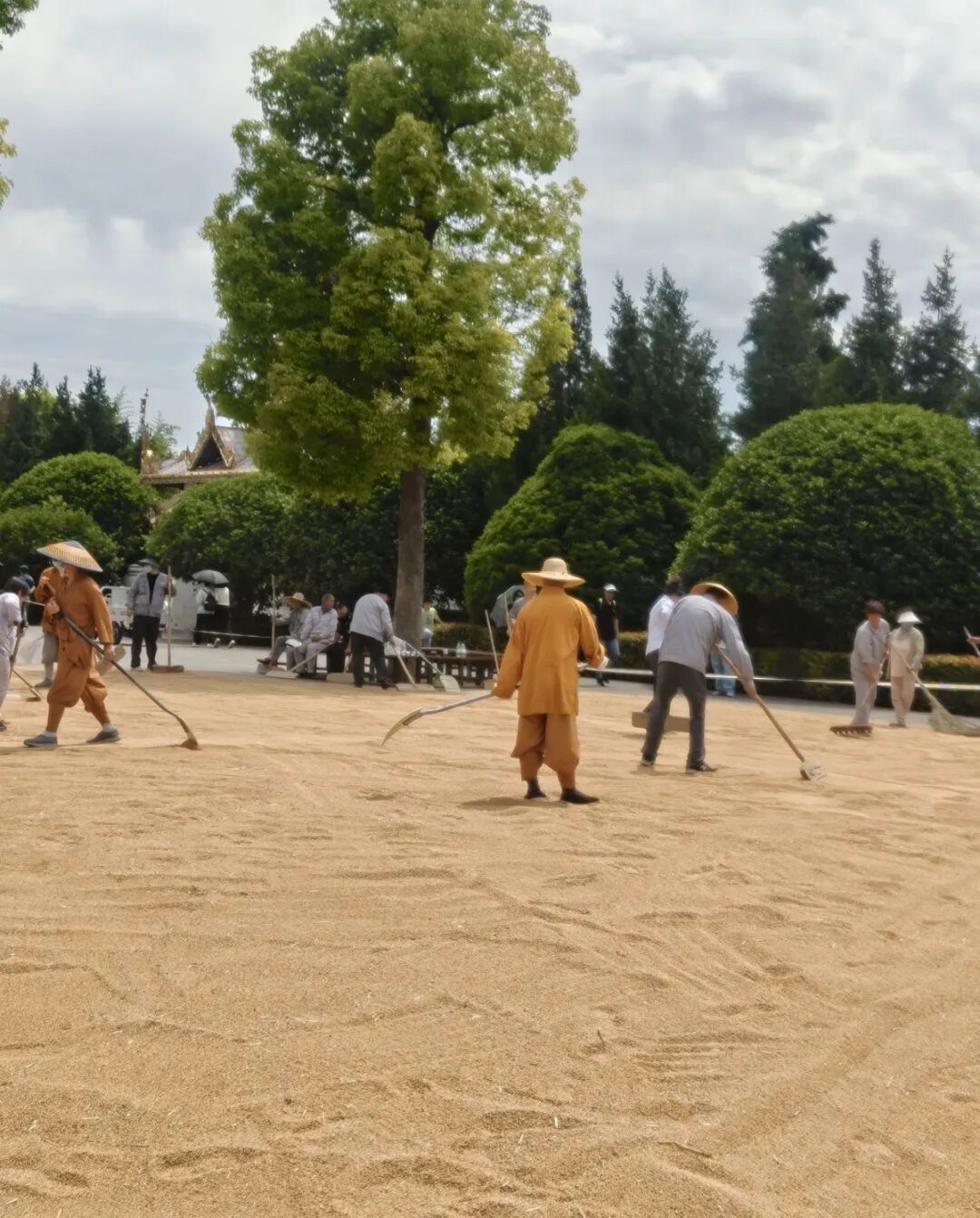 洛阳白马寺僧人顶着33℃气温收麦子晾晒，游客称还有义工和泰国僧人帮忙，景 - 图2
