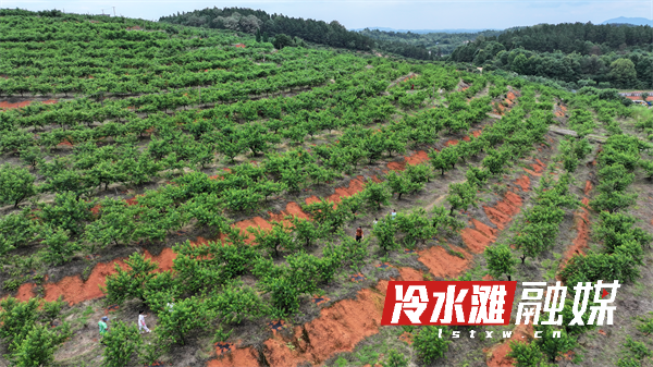 永州冷水滩：早桃成熟飘香 采摘游带热乡村休闲经济 - 图2