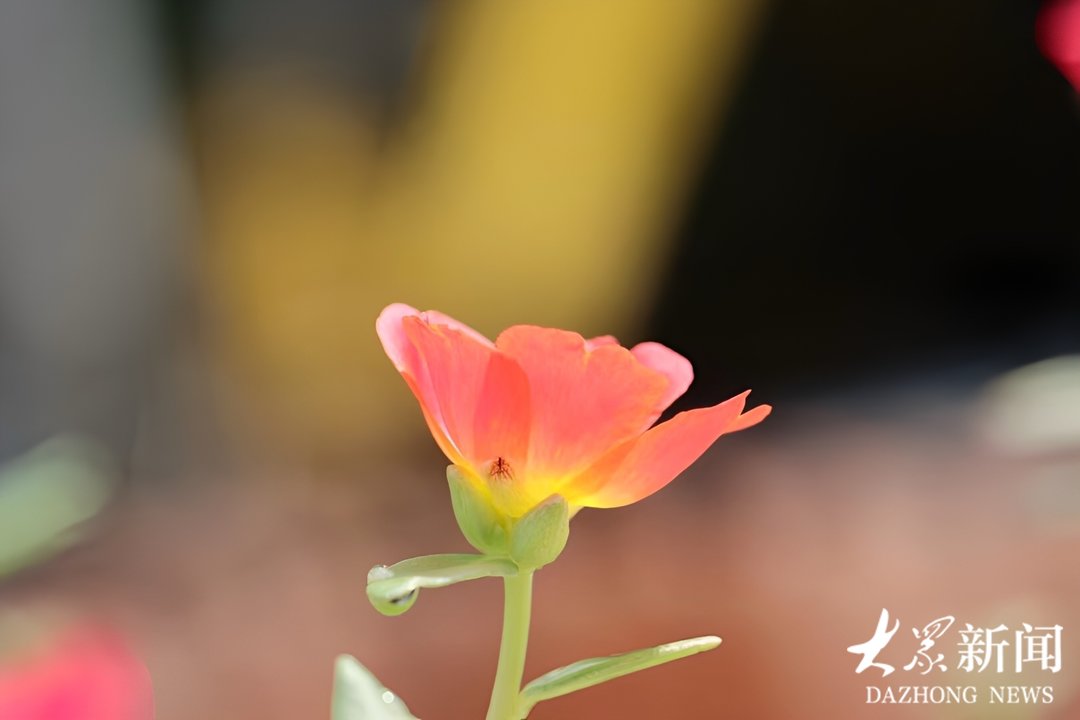 新视界｜太阳花：最喜欢晒太阳的花 - 图4