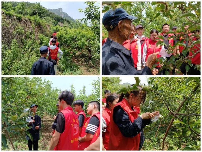 “志愿红”闪耀果园！仲宫街道长缨志愿服务队抢抓农时暖民心 - 图1
