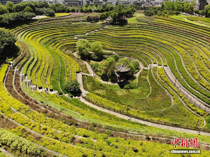 贵州大方：古彝梯田夏意浓 “大地指纹”美如画 - 图12