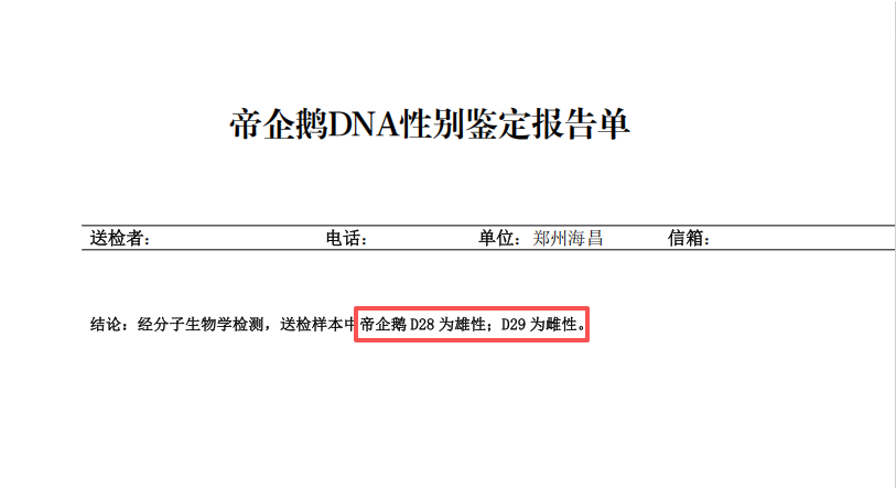 郑州海昌海洋公园正式公布中原首对人工繁育的帝企鹅萌宝性别 - 图1