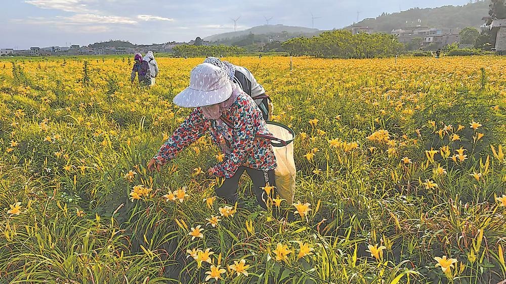 平潭苏平片区凤美村台湾金针花基地迎来丰收 - 图1