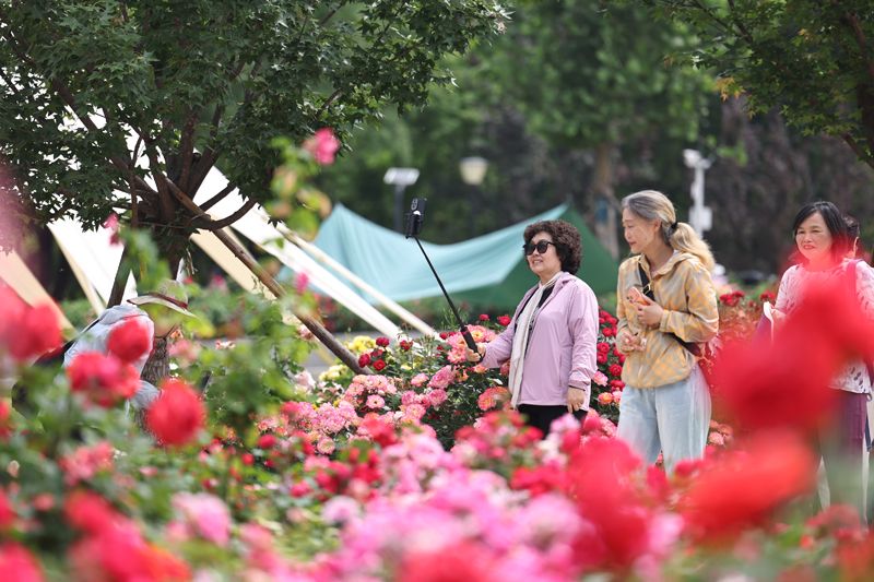 北京大望京公园5万株月季盛开迎客 - 图1