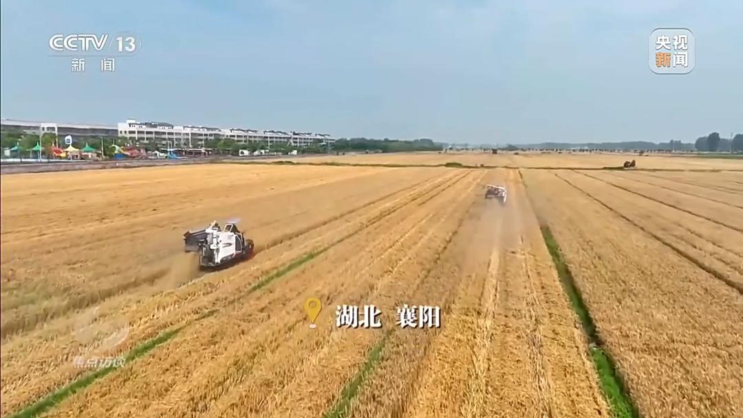 战阴雨 抢农时！湖北、河南、山东三大小麦主产区这样保丰收 - 图1