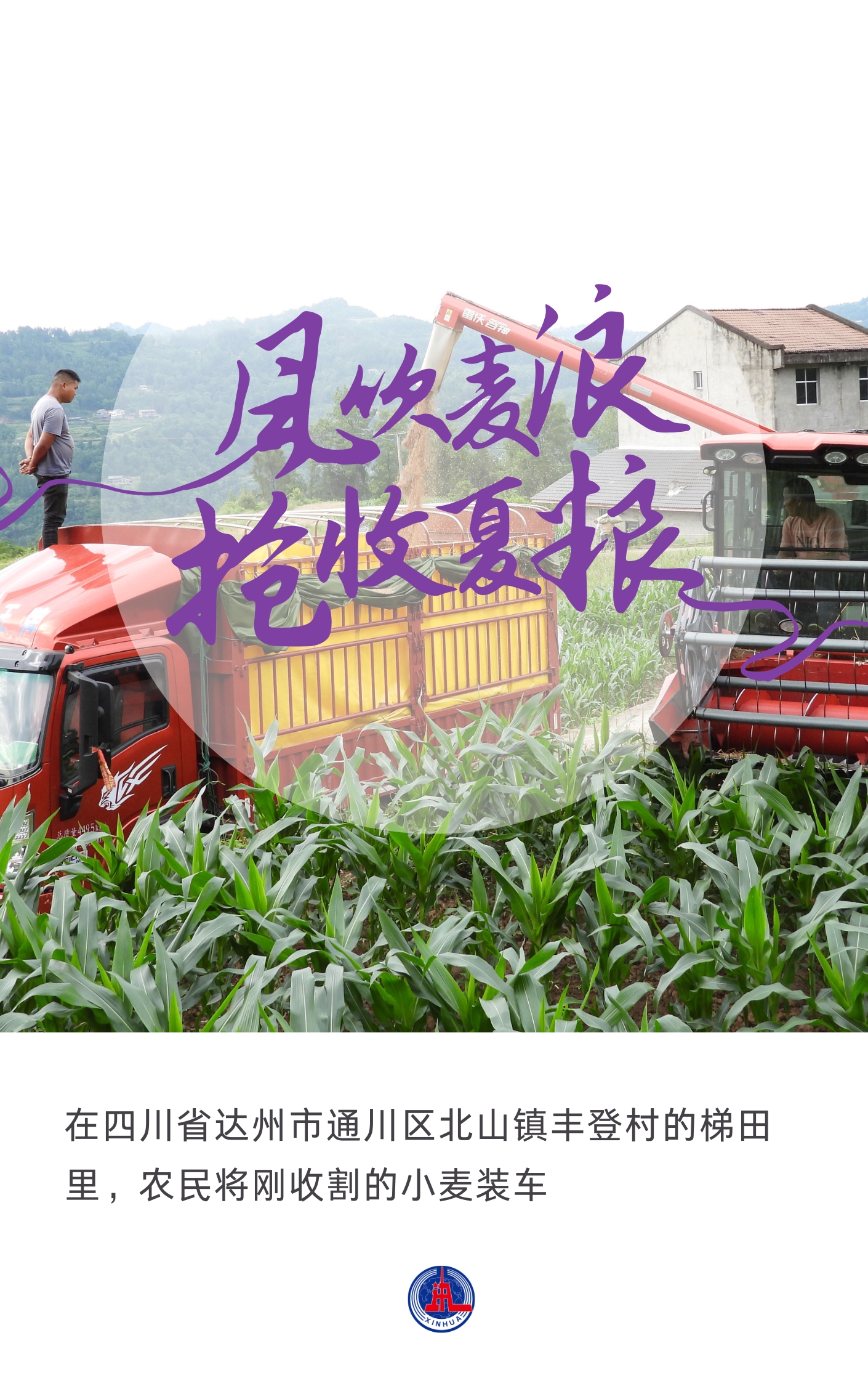 （图表·海报）风吹麦浪 抢收夏粮（1） - 图1