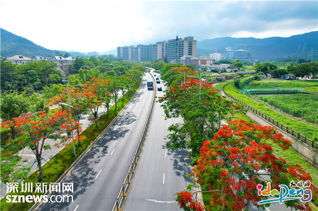 图集｜鹏城河畔，凤凰花开 - 图3