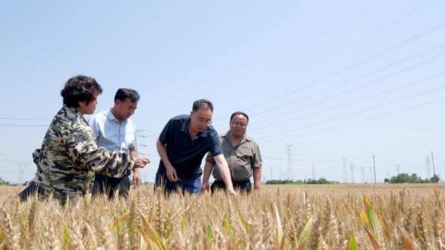 农技服务精准发力护航夏粮丰产 - 图1