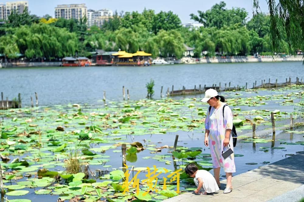 泉城连日高温 市民游客大明湖畔觅清凉 - 图3