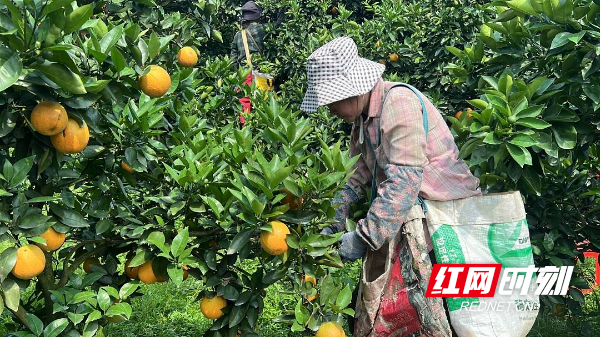 江永：千里情缘一线牵 3万斤夏橙直售南通 - 图3
