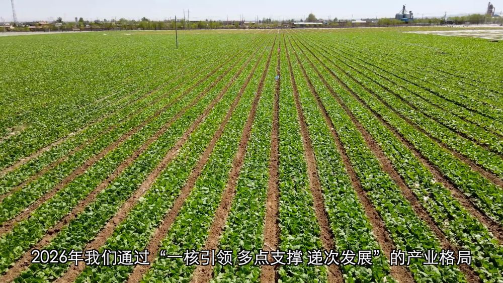 新华视点｜深耕特色富民产业 激活乡村振兴发展新动能 - 图3