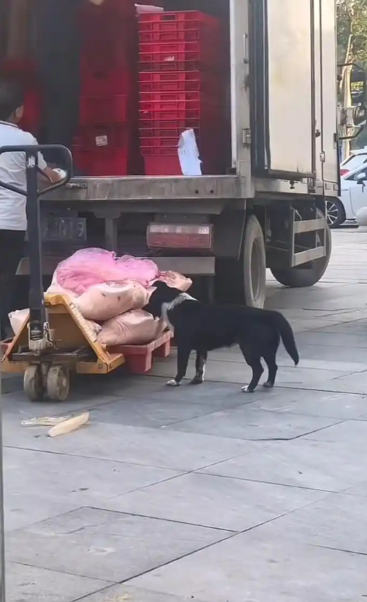 超市运送的猪肉被狗舔咬，湖北孝昌通报 - 图2