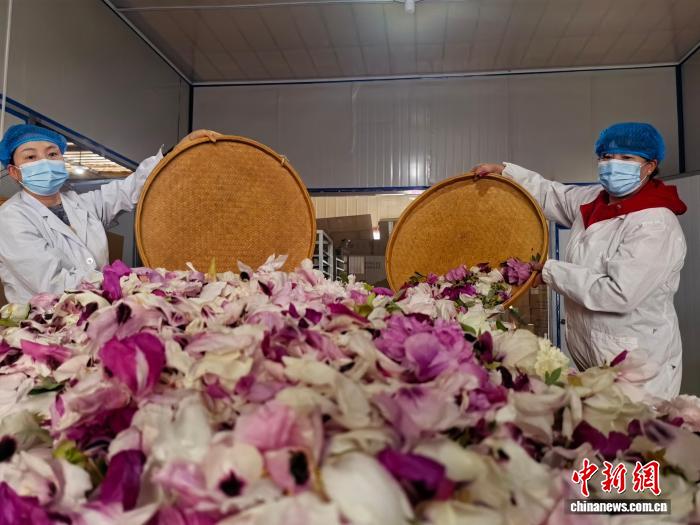 兰州新区：两千亩寒旱牡丹迎采摘 - 图6