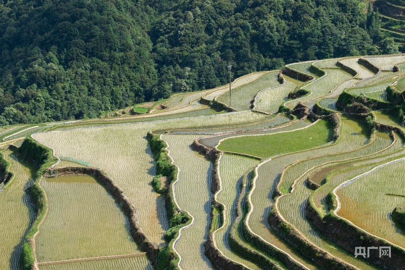 乡村振兴看贵州丨苗乡初夏风光好 千亩梯田披“绿装” - 图4