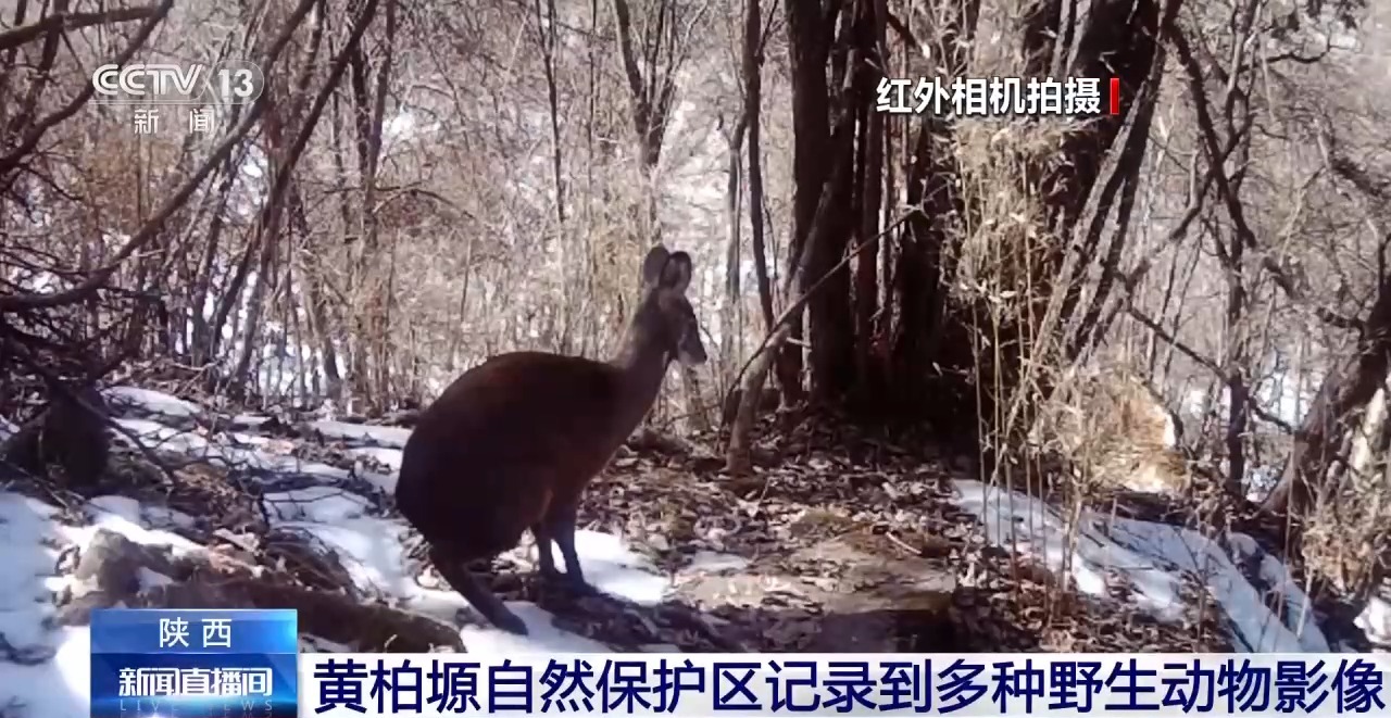 视频丨川金丝猴、秦岭羚牛等多种野生动物在陕西保护区被拍到 - 图4