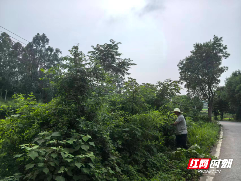 安仁县渡口乡：消除弯道“盲区” 守护百姓出行 - 图1