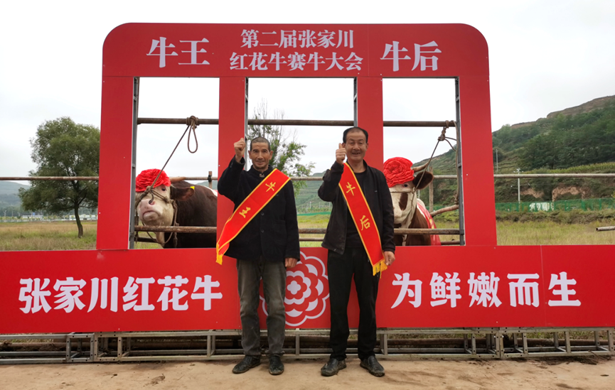 甘肃张家川：人才“牛”起来 产业“红”起来 - 图3