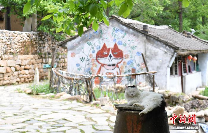 （走进中国乡村）猫咪“村民”唤醒河北空心村 - 图2
