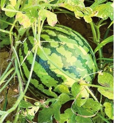 从“一碰就碎”到“皮韧耐运”丨武汉育种破解西瓜“脆皮”难题 - 图1