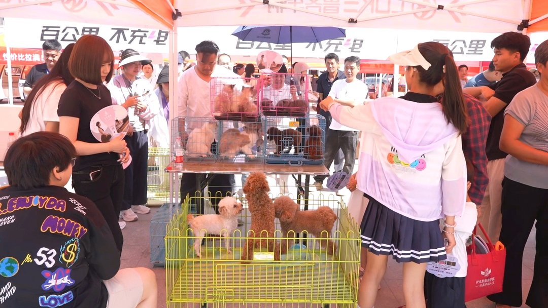 单日万人参会！曹县宠爱全球宠物用品展狂揽8000+订单 - 图1
