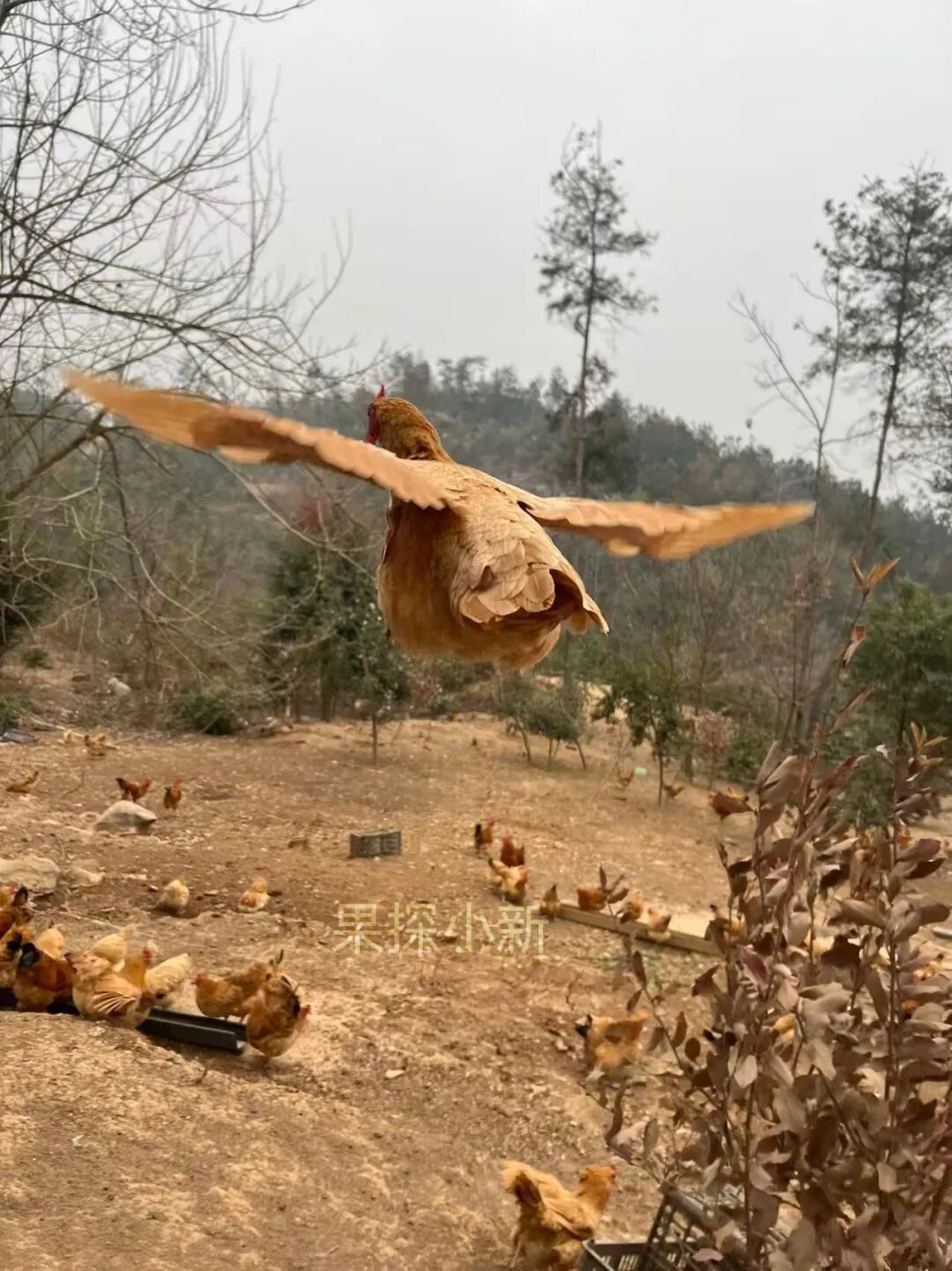 一枚带着泥巴和草渍的鸡蛋，反倒成了我们这最受欢迎的产品 - 图10