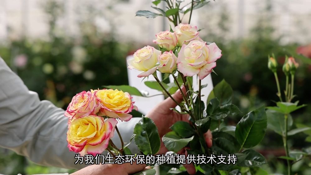 新华视点｜深耕特色富民产业 激活乡村振兴发展新动能 - 图9
