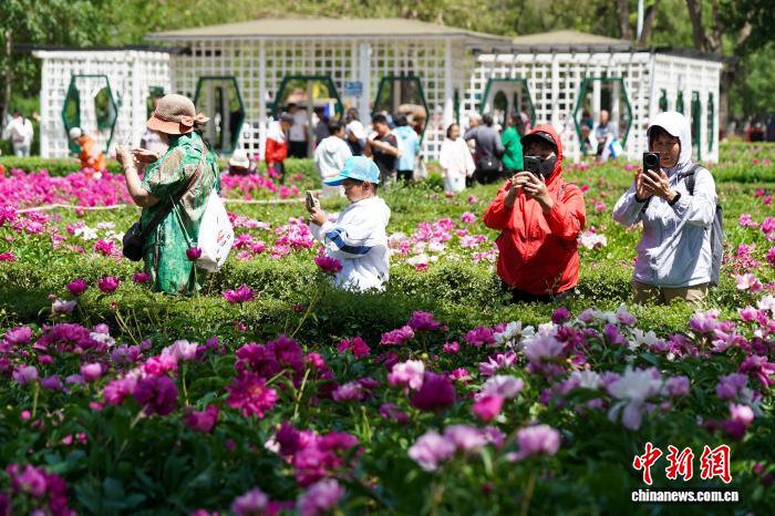 小朋友哈尔滨儿童公园欢度“六一” 芍药花开吸引游人打卡 - 图4