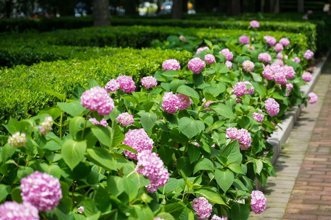八仙花迎来最佳观赏期！徐汇粉色花海点亮初夏街头 - 图2