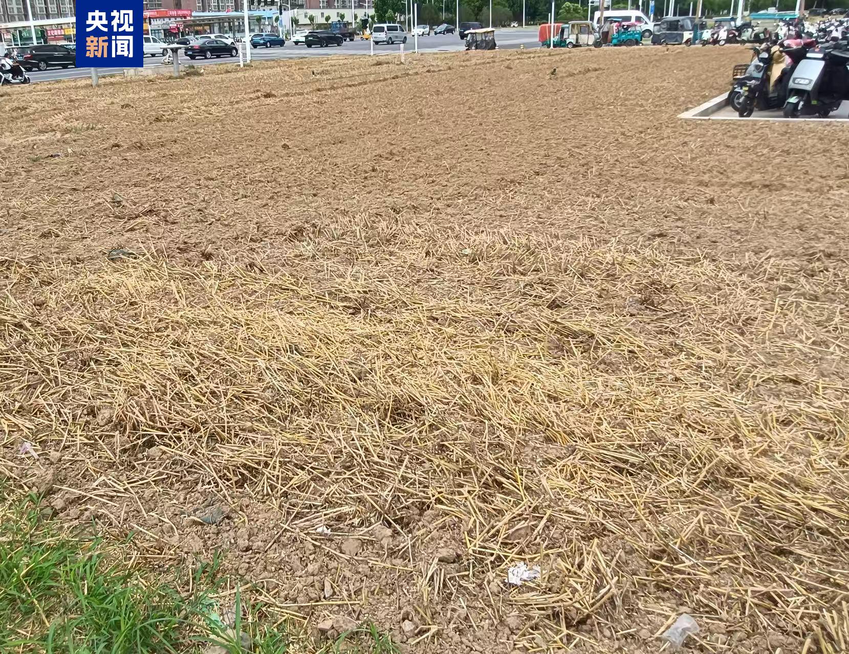地铁站绿化带变身“麦田”？专家：需明晰空间规划定位 - 图2