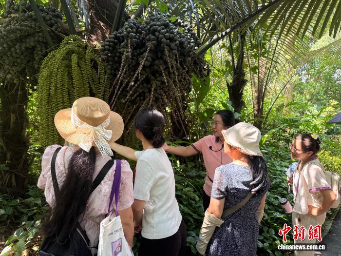 广西药用植物园公众开放日：民众探秘传统本草 沉浸式感悟中医药文化 - 图2